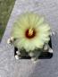 Preview: Astrophytum capas